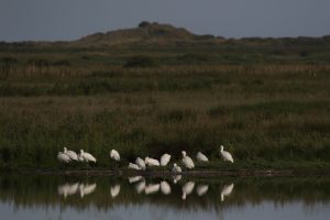 10 spoonbill_june_24_creche_1