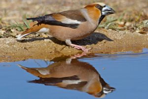 104 .holkham-norfolk-hawfinch-1