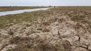 110 lapwing-nest