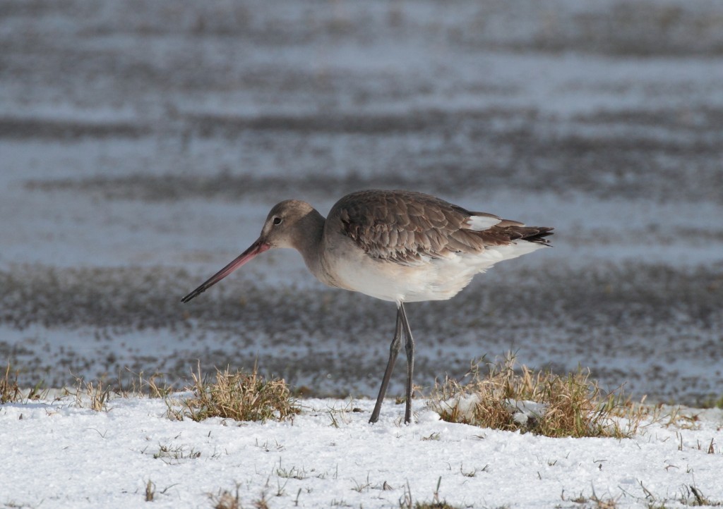 112 .Black_t_godwit_1