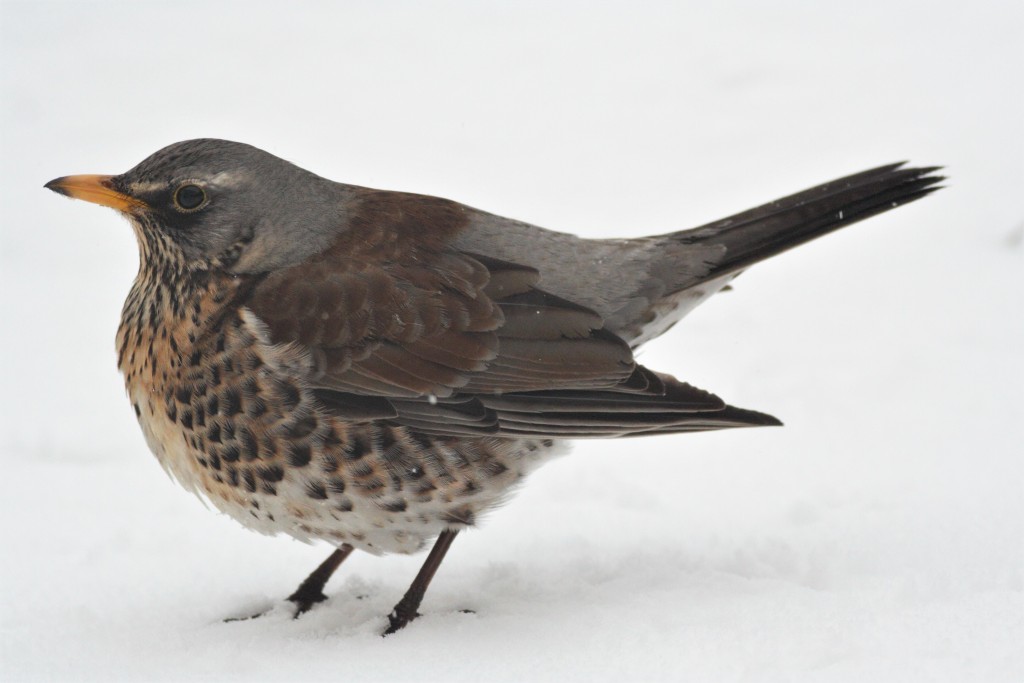 112 .fieldfare4