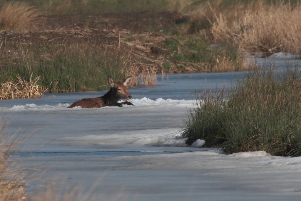 112 red_deer_in_ice