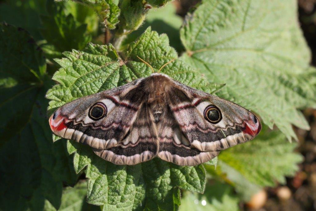 12 Emperor_moth