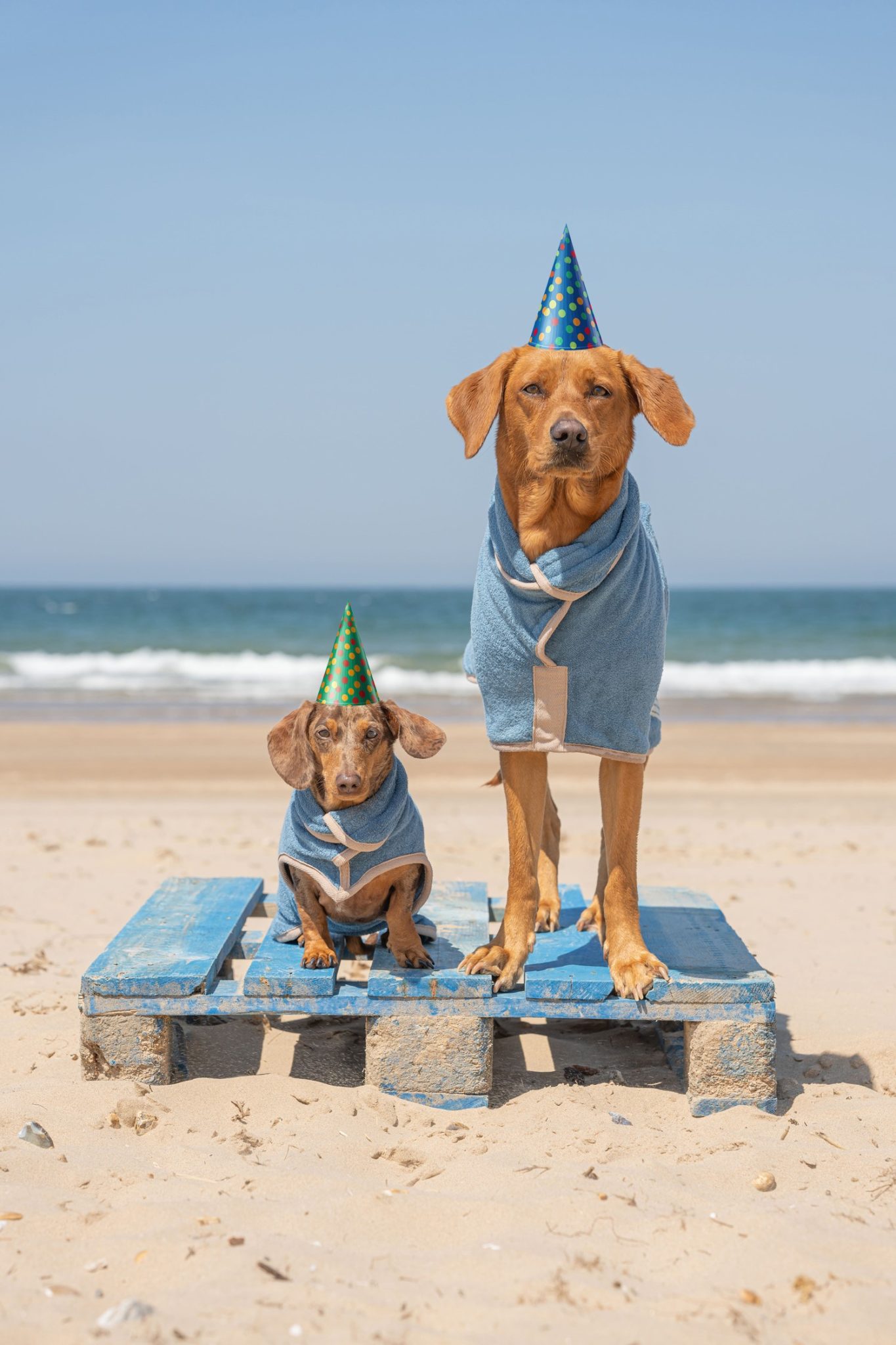 Holkham sales beach dogs