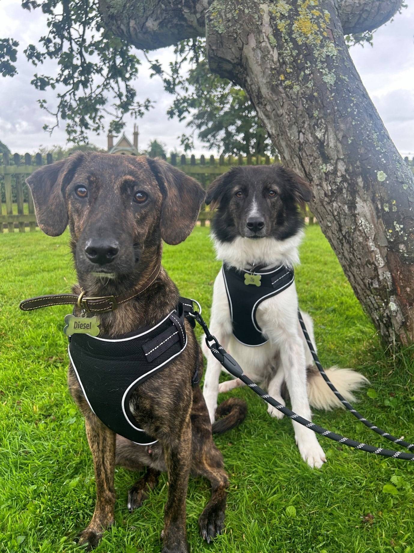 Diesel and Zip in the fenced off grassy dog area, sat in front of a tree