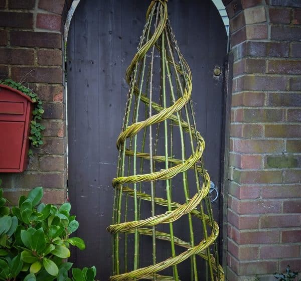 Plant support willlow weaving workshop at Holkham in north Norfolk