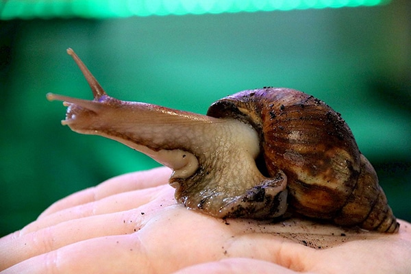 African land snail