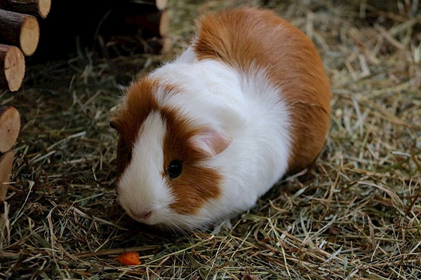 Maggie the guinea pig